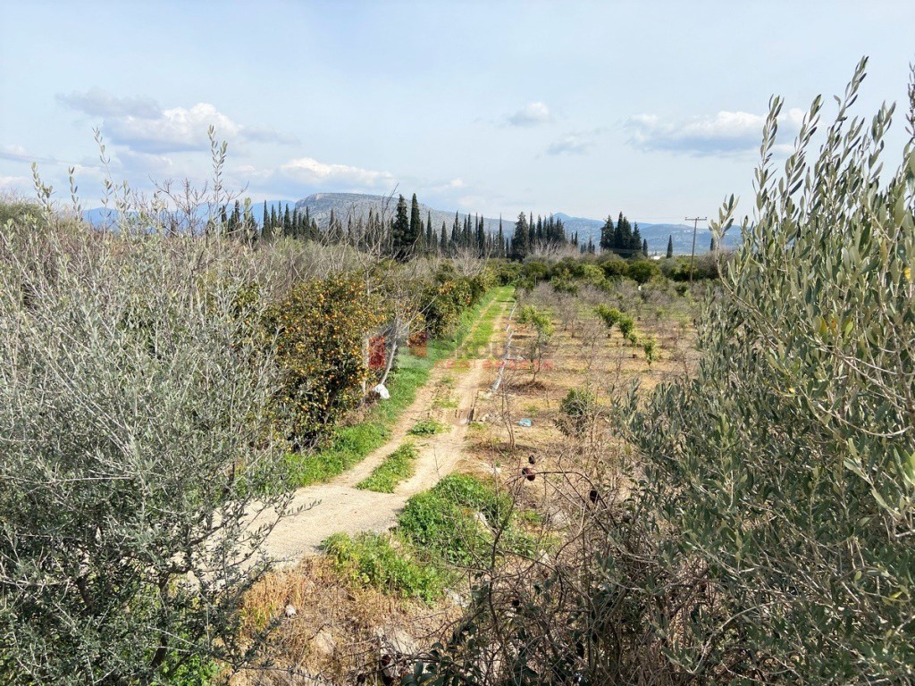Αγροτεμάχια 4.838 τ.μ. προς πώληση, Κέντρο Ασίνης