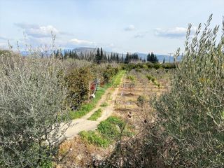 Αγροτεμάχια 4.838 τ.μ. για πώληση, Αργολίδα, Ασίνη-thumb-1