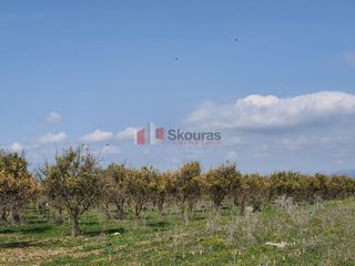 Αγροτεμάχια 4.600 τ.μ. για πώληση, Αργολίδα, Νέα Κίος-thumb-8