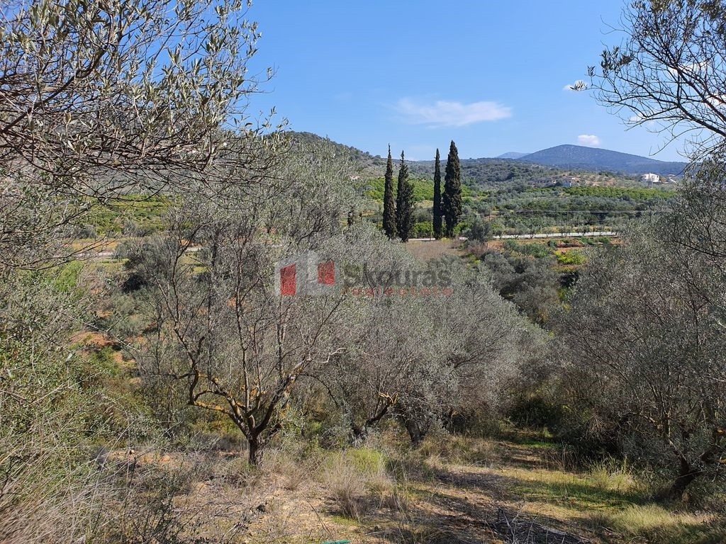 Αγροτεμάχια 3.215 τ.μ. προς πώληση, Πυργιώτικα