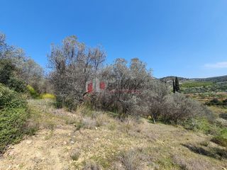 Αγροτεμάχια 3.215 τ.μ. για πώληση, Αργολίδα, Ναύπλιο-thumb-4