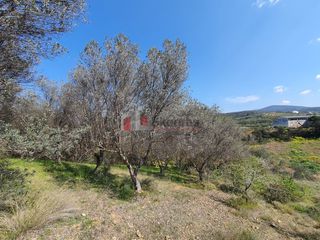 Αγροτεμάχια 3.215 τ.μ. για πώληση, Αργολίδα, Ναύπλιο-thumb-9