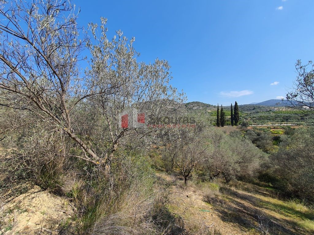 Αγροτεμάχια 3.215 τ.μ. προς πώληση, Πυργιώτικα
