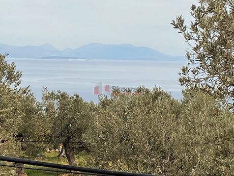 Αγροτεμάχια 5.000τ.μ. για πώληση-Βόρεια κυνουρία