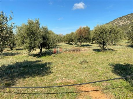 Αγροτεμάχια 21.000τ.μ. για πώληση-Ερμιόνη