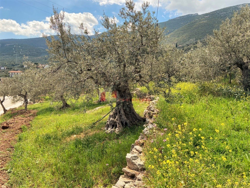 Οικόπεδο 611 τ.μ. προς πώληση, Ξηροπήγαδο Βόρειας Κυνουρίας