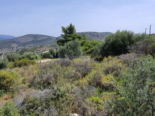 Αγροτεμάχια 440 τ.μ. για πώληση, Αργολίδα, Ναύπλιο-thumb-16