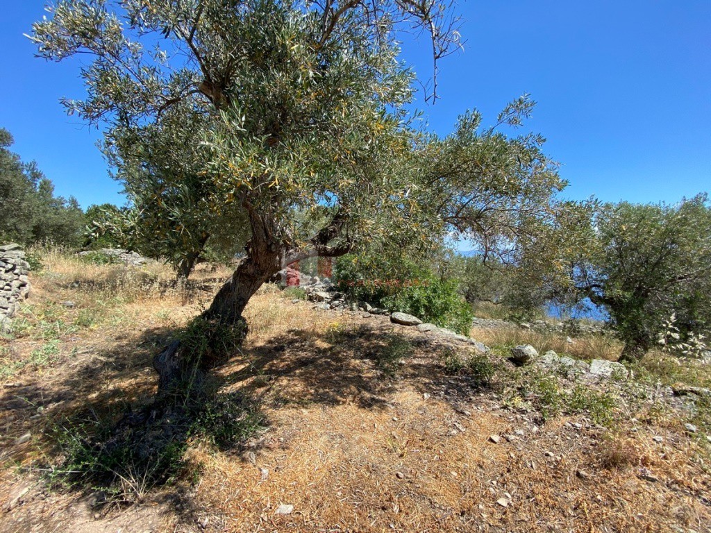 Αγροτεμάχια 6.800 τ.μ. προς πώληση, Τυρός