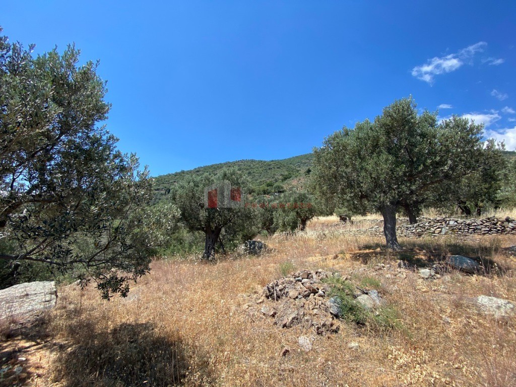 Αγροτεμάχια 6.800 τ.μ. προς πώληση, Τυρός