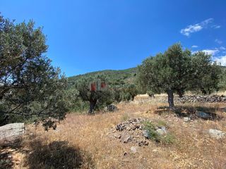 Αγροτεμάχια 6.800 τ.μ. προς πώληση, Τυρός-thumb-3