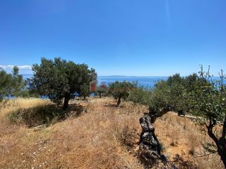 Αγροτεμάχια 6.800 τ.μ. προς πώληση, Τυρός-thumb-9