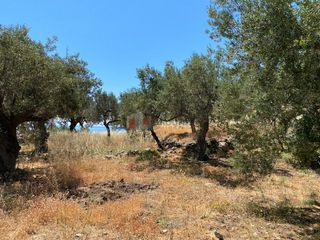 Αγροτεμάχια 6.800 τ.μ. προς πώληση, Τυρός-thumb-20