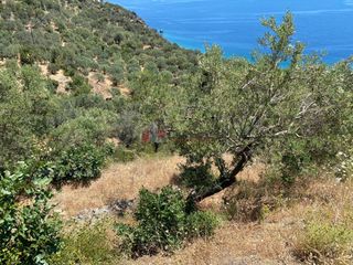Αγροτεμάχια 6.500 τ.μ. για πώληση, Αρκαδία, Απόλλωνας-thumb-13