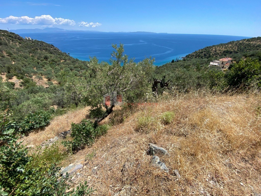 Αγροτεμάχια 6.500 τ.μ. προς πώληση, Τυρός