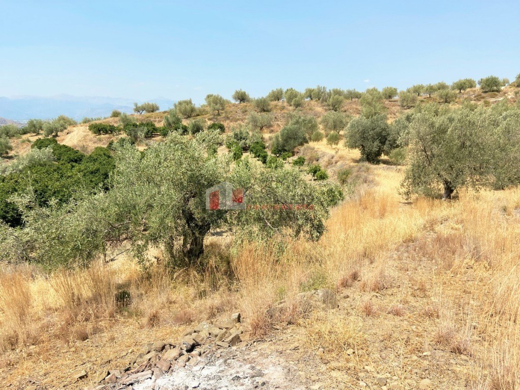 Αγροτεμάχια 5.200 τ.μ. προς πώληση, Νέο Ροεινό