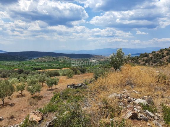 Αγροτεμάχια 18.000 τ.μ. για πώληση, Αργολίδα, Ασίνη