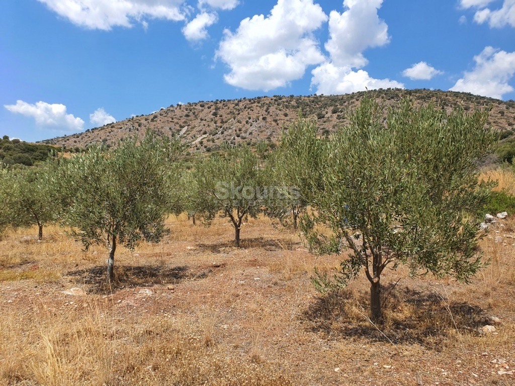 Αγροτεμάχια 18.000 τ.μ. προς πώληση, Δρέπανο Ασίνης