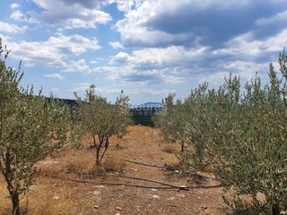 Αγροτεμάχια 18.000 τ.μ. για πώληση, Αργολίδα, Ασίνη-thumb-23