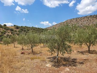Αγροτεμάχια 18.000 τ.μ. για πώληση, Αργολίδα, Ασίνη-thumb-14