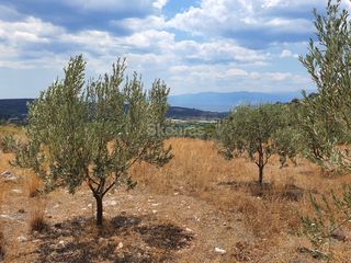 Αγροτεμάχια 18.000 τ.μ. για πώληση, Αργολίδα, Ασίνη-thumb-7