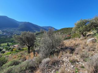 Οικόπεδο 2.000 τ.μ. για πώληση, Αργολίδα, Επίδαυρος-thumb-4
