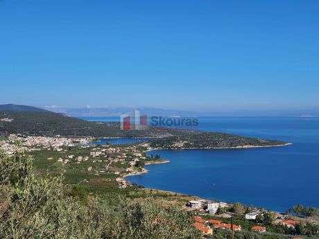 Αγροτεμάχια 4.260 τ.μ. για πώληση
