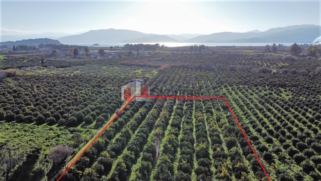 Αγροτεμάχια 4.000 τ.μ. προς πώληση, Τίρυνθα