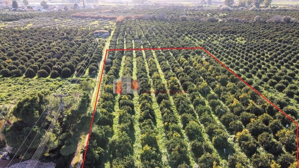 Αγροτεμάχια 4.000 τ.μ. προς πώληση, Τίρυνθα