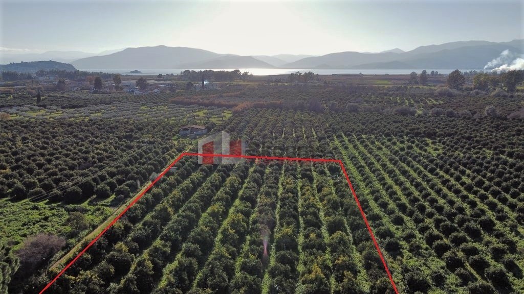 Αγροτεμάχια 4.000 τ.μ. προς πώληση, Τίρυνθα