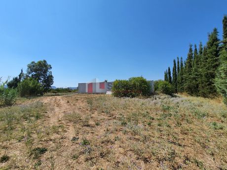 Αγροτεμάχια 6.200 τ.μ. για πώληση
