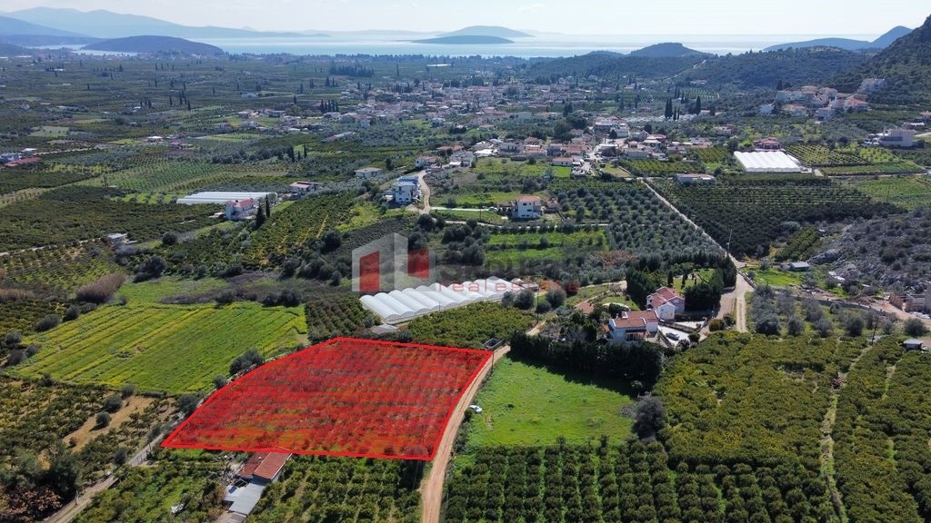 Αγροτεμάχια 4.500 τ.μ. προς πώληση, Αγία Παρασκευή Ασίνης