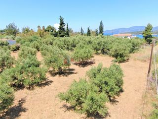 Οικόπεδο 800 τ.μ. για πώληση, Μεσσηνία, Λεύκτρος-thumb-20