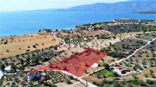 Αγροτεμάχια 6.250 τ.μ. για πώληση