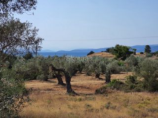 Αγροτεμάχια 6.250 τ.μ. για πώληση, Αργολίδα, Κρανίδι-thumb-13