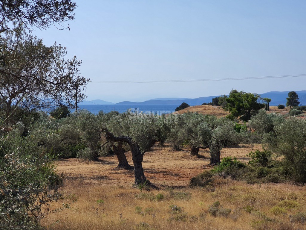 Αγροτεμάχια 6.250 τ.μ. προς πώληση, Λάκκες Κρανιδίου