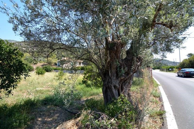 Αγροτεμάχια 1.038 τ.μ. προς πώληση, Αρχαία Επίδαυρος