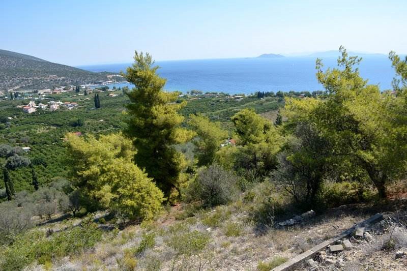 Αγροτεμάχια 4.000 τ.μ. προς πώληση, Νέα Επίδαυρος
