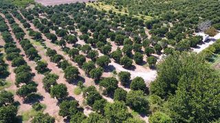 Αγροτεμάχια 14.300 τ.μ. για πώληση, Αργολίδα, Άργος-thumb-10
