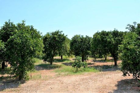 Αγροτεμάχια 14.300 τ.μ. για πώληση