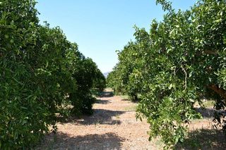 Αγροτεμάχια 14.300 τ.μ. για πώληση, Αργολίδα, Άργος-thumb-6