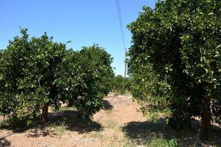 Αγροτεμάχια 14.300 τ.μ. για πώληση, Αργολίδα, Άργος-thumb-15