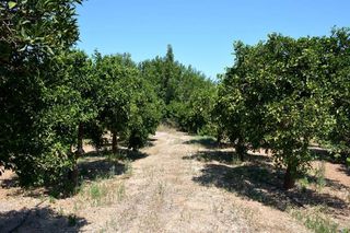Αγροτεμάχια 14.300 τ.μ. για πώληση, Αργολίδα, Άργος-thumb-7