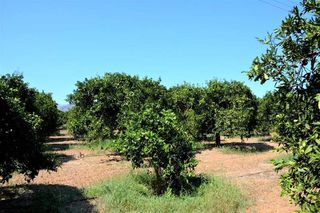 Αγροτεμάχια 14.300 τ.μ. για πώληση, Αργολίδα, Άργος-thumb-14