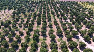 Αγροτεμάχια 14.300 τ.μ. για πώληση, Αργολίδα, Άργος-thumb-9