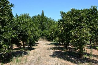 Αγροτεμάχια 14.300 τ.μ. για πώληση, Αργολίδα, Άργος-thumb-22