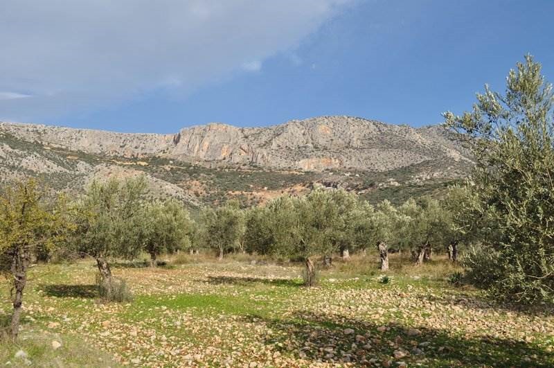 Αγροτεμάχια 6.200 τ.μ. προς πώληση, Λυγουριό