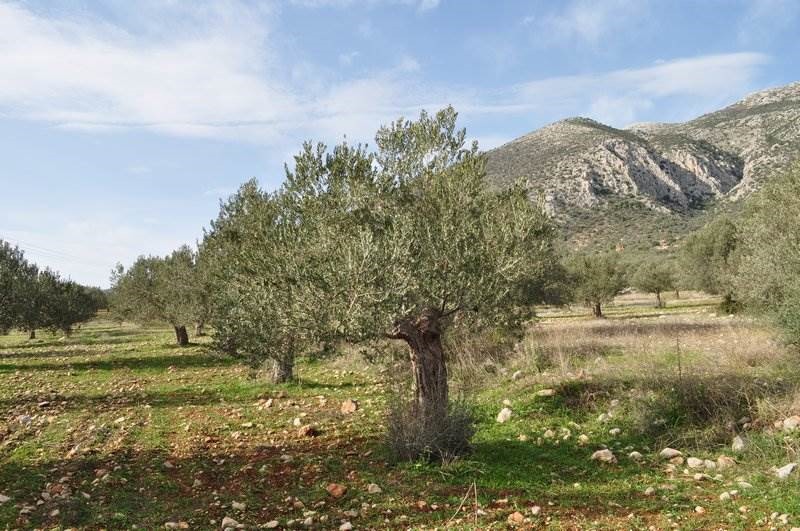 Αγροτεμάχια 6.200 τ.μ. προς πώληση, Λυγουριό