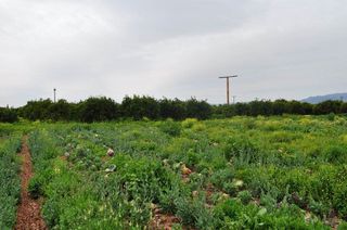 Αγροτεμάχια 4.000 τ.μ. για πώληση, Αργολίδα, Άργος-thumb-18
