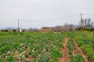 Αγροτεμάχια 4.000 τ.μ. για πώληση, Αργολίδα, Άργος-thumb-3