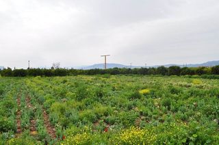 Αγροτεμάχια 4.000 τ.μ. για πώληση, Αργολίδα, Άργος-thumb-4
